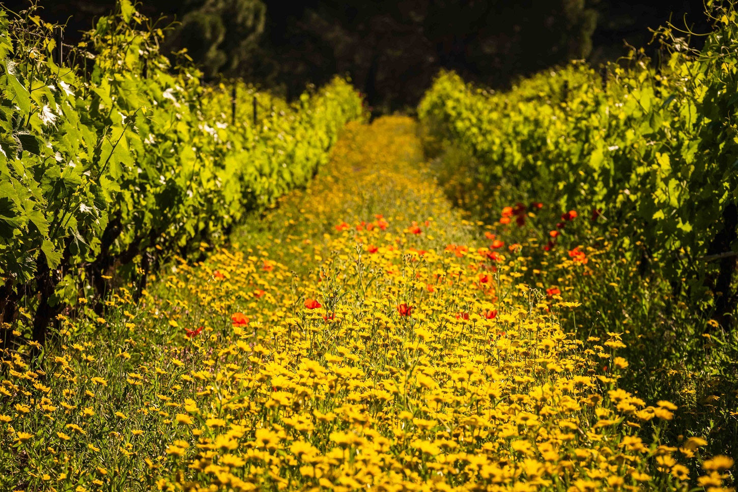 Introduction to Sustainable, Organic, and Biodynamic Wines