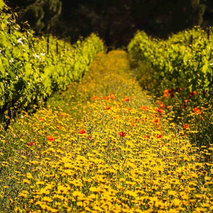 Introduction to Sustainable, Organic, and Biodynamic Wines