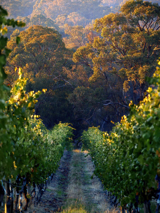 2021 Domenica Chardonnay